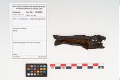 Foto von Rohhaut (NHMW-PRAE-125693)